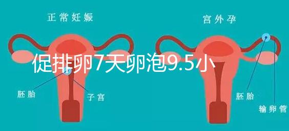 促排卵7天卵泡9.5小不難說，短方案至少長到這個數字