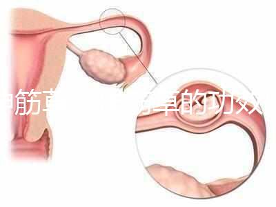 伸筋草（伸筋草的功效作用與主治）