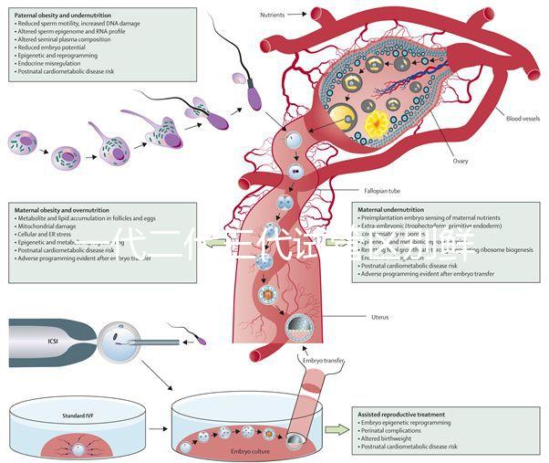 一代二代三代試管區別鮮胚（一代 二代 三代試管）