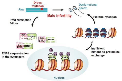 想造賀州男科醫(yī)院哪家好瞧,賀州市人民醫(yī)院登前3了解下