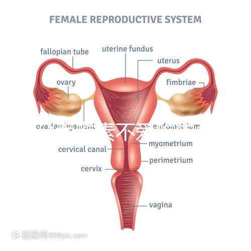懷孕愛(ài)吃素不愛(ài)吃肉多半是女兒？幾率究竟多大進(jìn)來(lái)一看便知