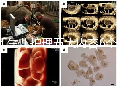 新生兒護(hù)理五大內(nèi)容6個要點(diǎn)整理，嬰兒養(yǎng)育照護(hù)干貨來了