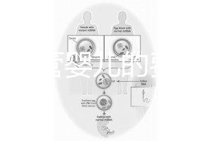 泰國試管嬰兒的費用（泰國試管嬰兒的費用是多少？）
