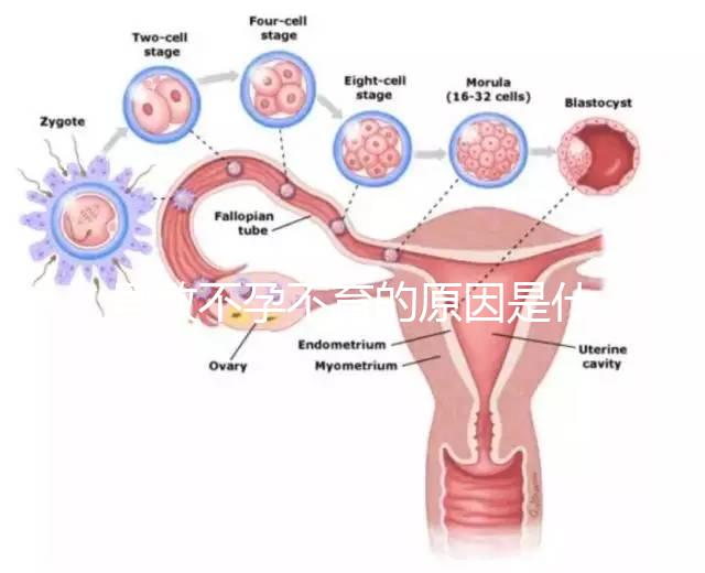 導致不孕不育的原因是什么？