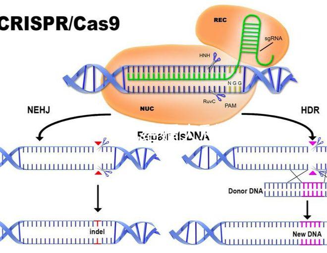 2024年龍結婚大利月的好答案在這里，想結婚